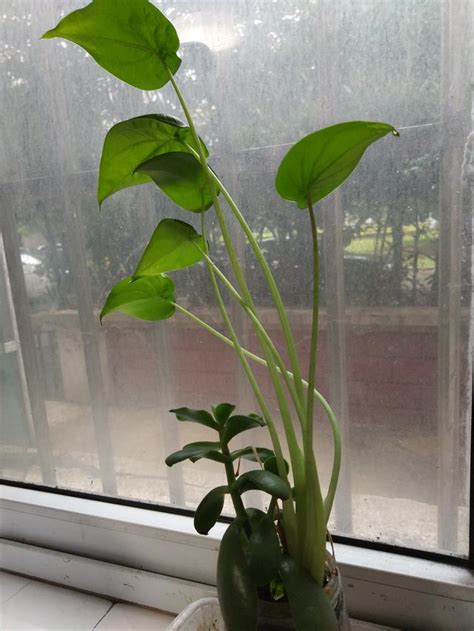 滴水觀音 植物|滴水觀音花:滴水觀音,生長習性,養殖條件,繁殖,分株、播種,截乾,注。